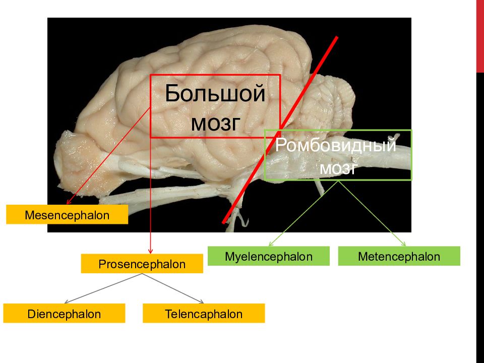 Функция головного мозга животных. Строение ромбовидного мозга животных. Мозг анатомия животных. Строение головного мозга животного. Строение мозга КРС.
