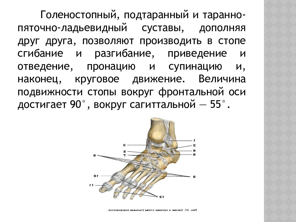 Голеностопный сустав образует. Таранно-ладьевидный сустав стопы. Таранно-пяточно-ладьевидный сустав. Подтаранный сустав анатомия. Таранно-пяточно-ладьевидный сустав анатомия.