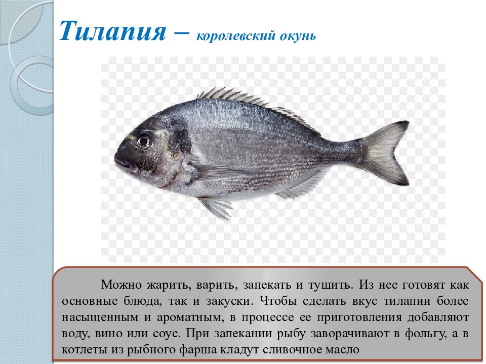 Тилапия Чем Питается