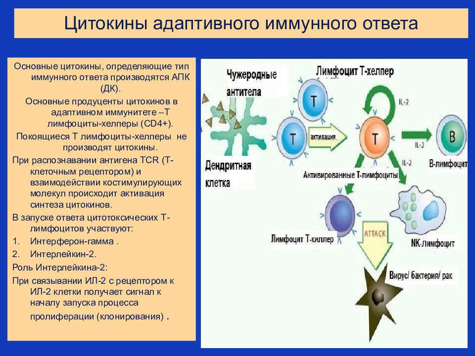 Клетки продуценты цитокинов схема