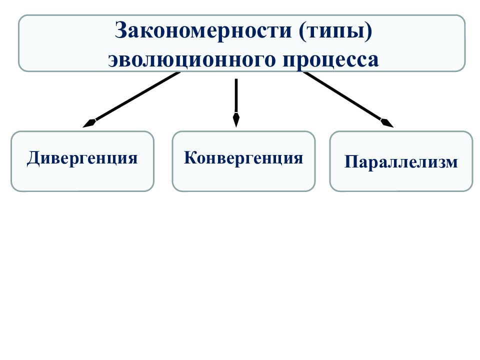 Типы эволюционных изменений презентация