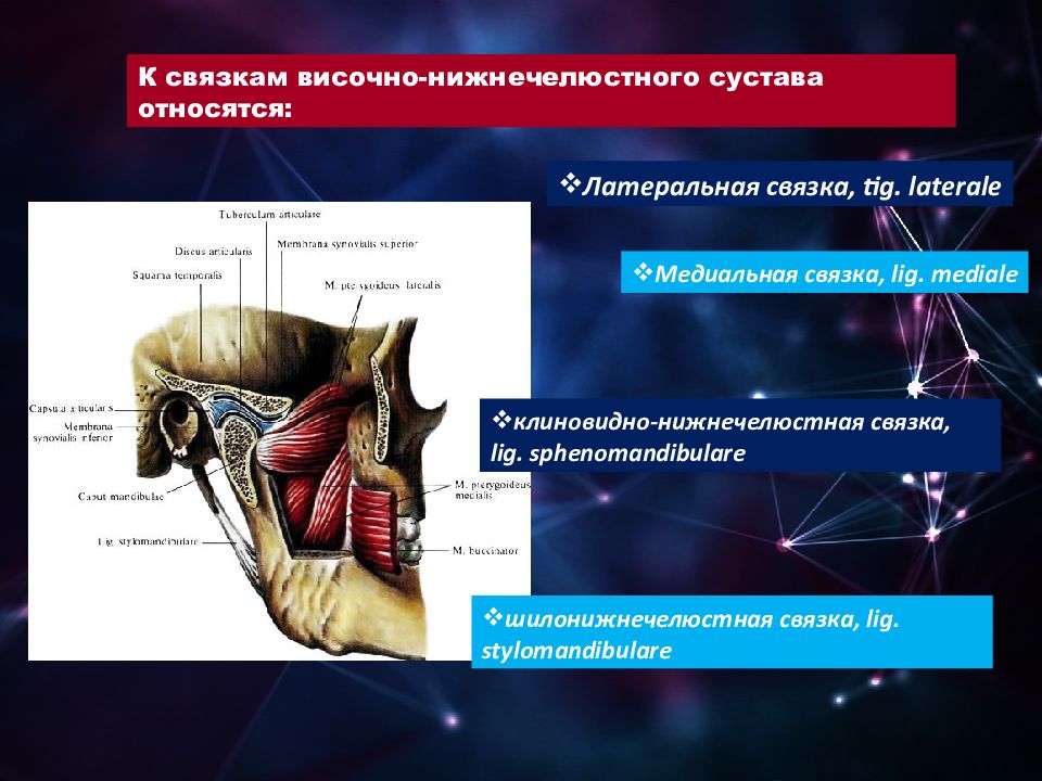 Артрология анатомия презентация