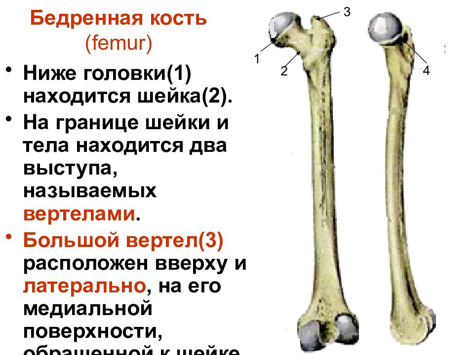 Сколько костей в бедре. Бедренная кость анатомия строение. Трубчатая бедренная кость. Медиальная шейка бедренной кости. Бедренная кость метафизарная пластинка.