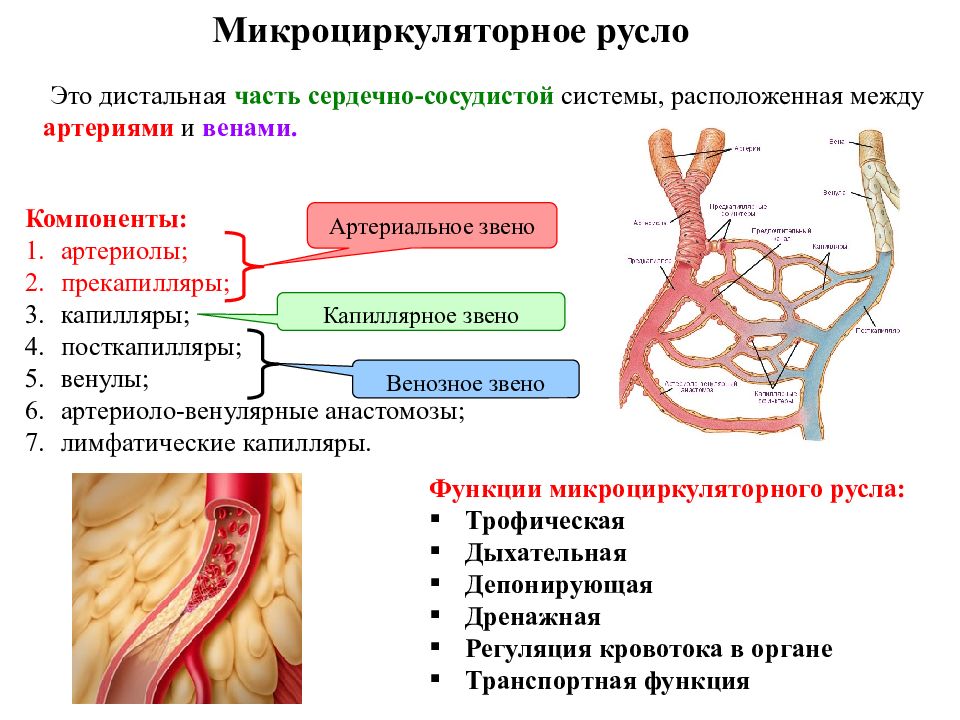 Какие особенности строения артерии. Микроциркуляторное русло строение функции. Сосуды микроциркуляторного русла строение. Характеристика микроциркуляторного русла. Строение микроциркуляторного русла физиология.