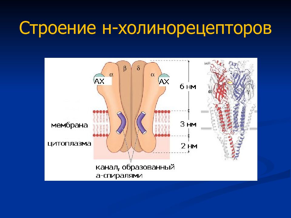 М холинорецепторы. М холинорецепторы строение. Строение рецептора ацетилхолина. Холинергический Рецептор строение. N холинорецепторы строение.