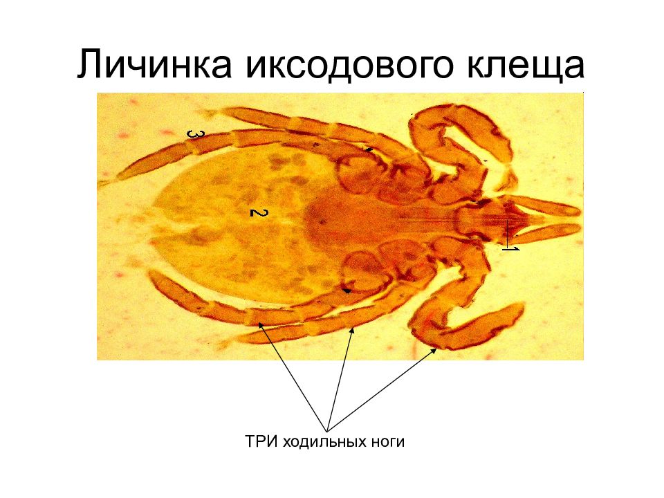 Личинка иксодового клеща рисунок