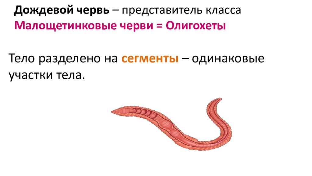 Черви особенности группы. Олигохеты строение. Типы червей. Кутикула плоских червей. Дегенерация плоских червей.