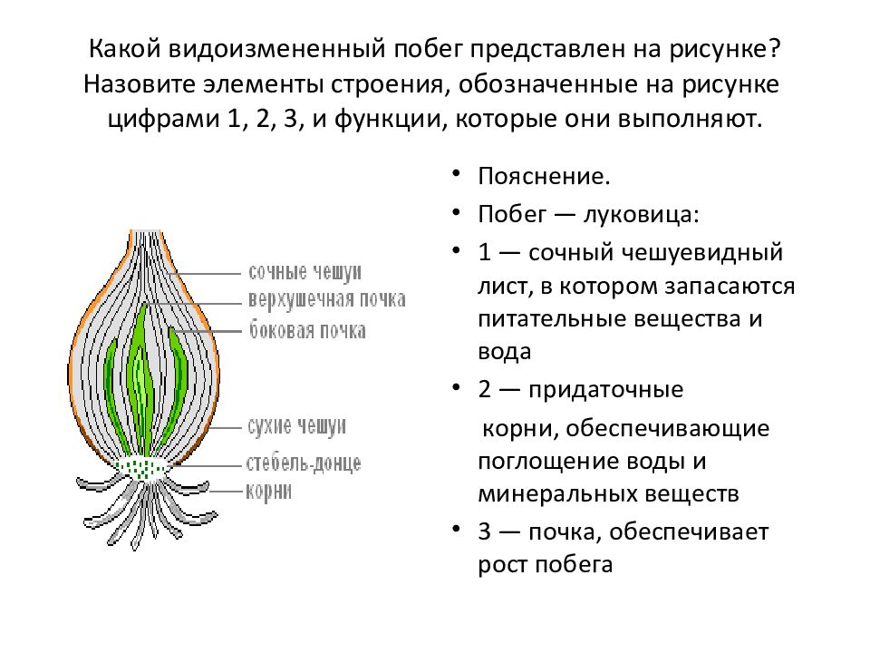 Какой процесс показан на рисунке какова функция структуры обозначенной цифрой 3