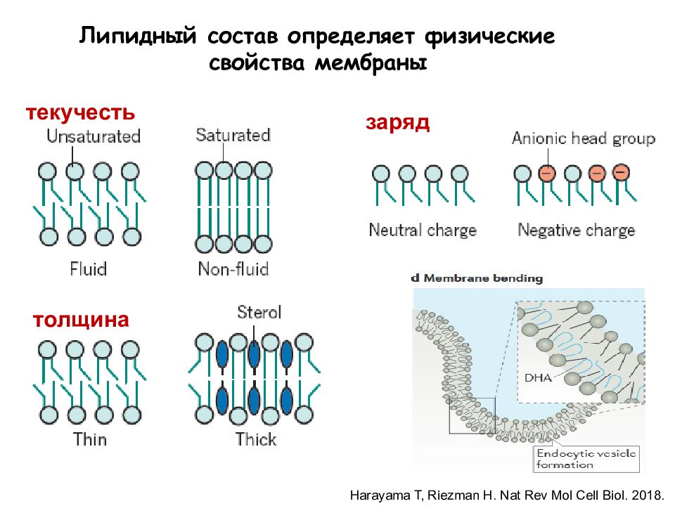 Свойства мембраны