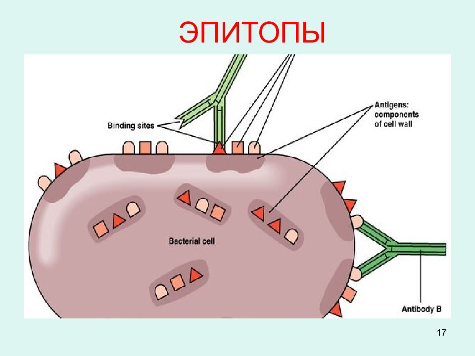 Антигены и антитела микробиология презентация