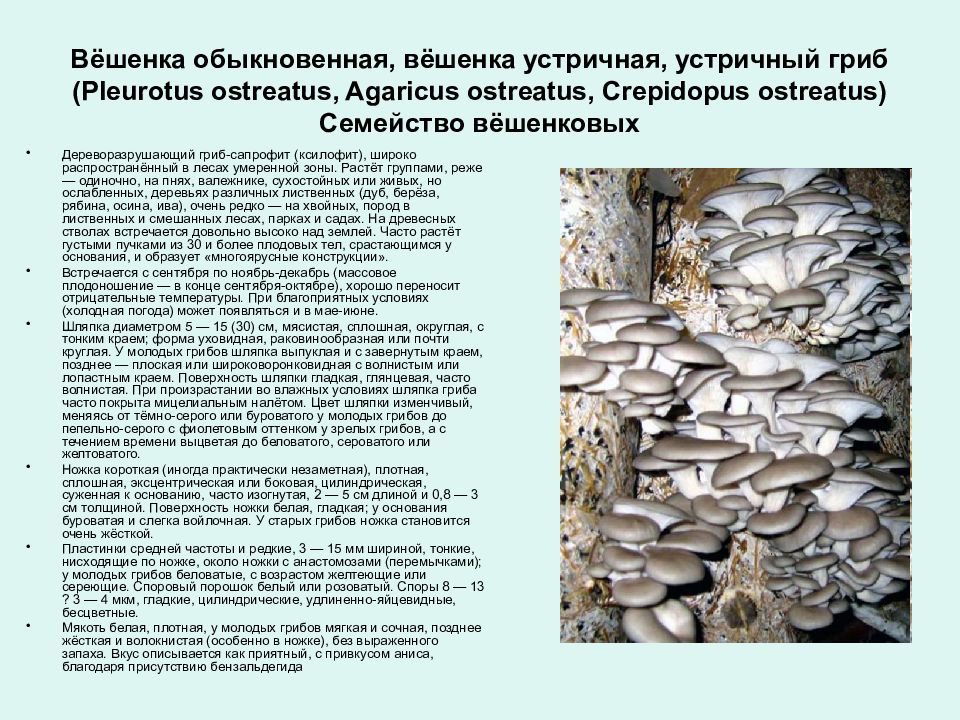 Вешенки польза. Вешенка устричная (Pleurotus ostreatus). Вёшенка обыкновенная, или вёшенка устричная. Вешенка устричная или обыкновенная. Вёшенка обыкновенная описание.