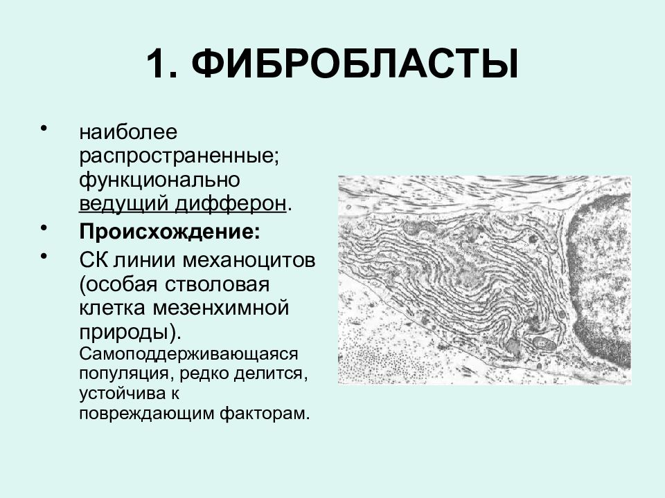 Происхождение строение. Фибробласты соединительной ткани происхождение. Фиброцит функции гистология. Соединительная ткань Фибропласт. Соединительная ткань фибробласты препарат.