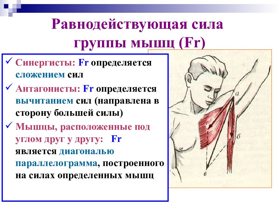 Группы сил. Равнодействующей силе мышц и группы мышц. Равнодействующая сила мышц. Сила мышц определяется. Прочность мышц.