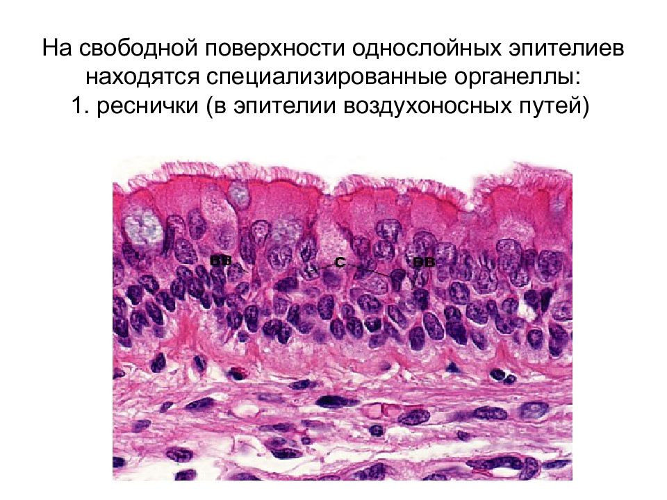 Клетки внутренних тканей. Специальные органеллы эпителиальных клеток. Специальные органеллы клеток эпителиальных тканей. Органоиды эпителиальной ткани. Признаки эпителиальной клетки.