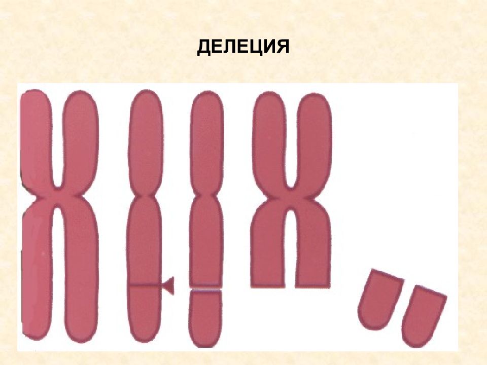 9 хромосома. Делеция. Делеция хромосомы. Делеция Гена. Делеция генетика.