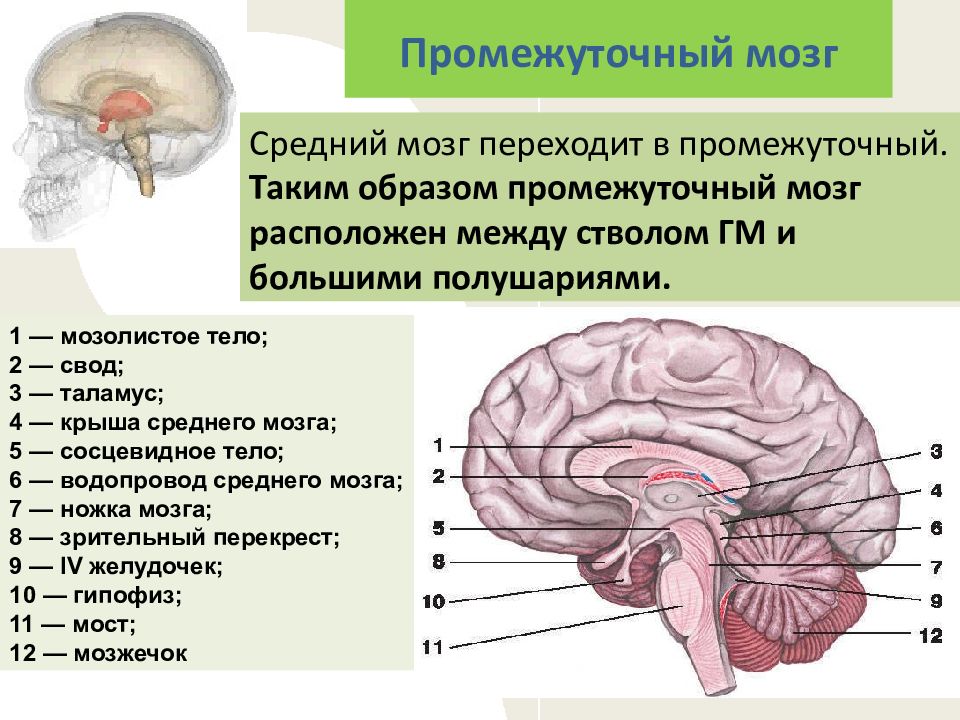 Центры промежуточного мозга. Рефлексы промежуточного мозга. Промежуточный мозг регулирует. Нервные центры промежуточного мозга