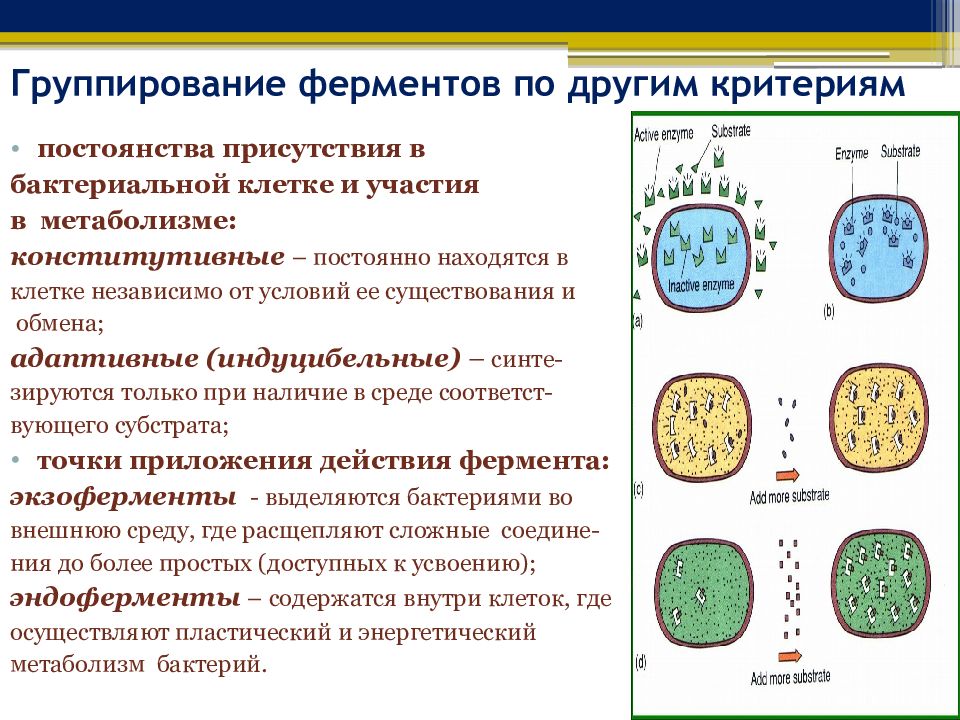 Тип обмена веществ бактерий