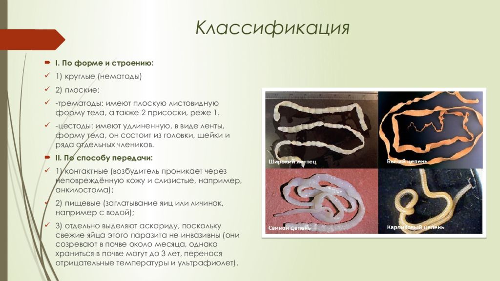 Листовидная форма червей. Нематоды цестоды и трематоды. Ленточные черви нематоды. Нематоды классификация.