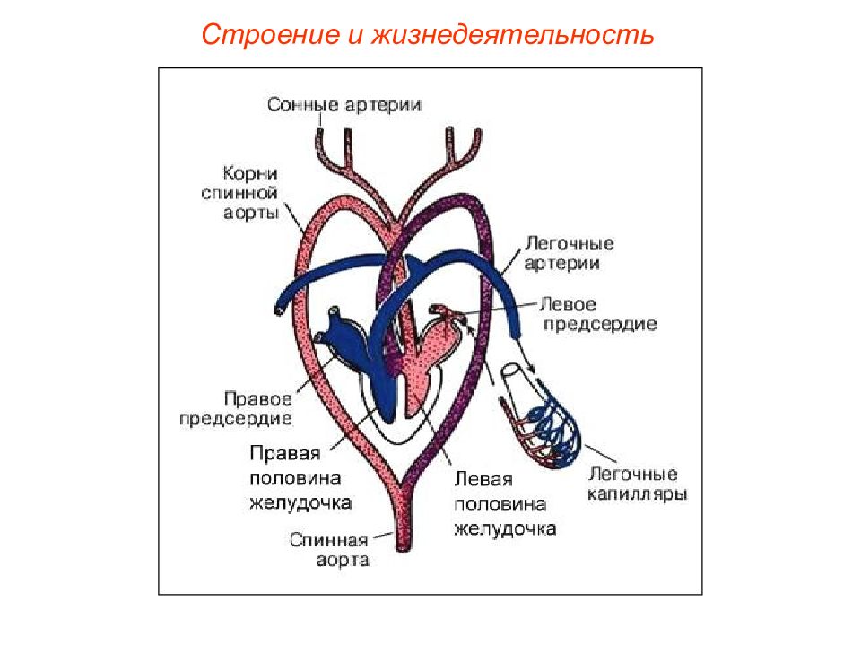 Особенности строения кровеносной. Схема строения кровеносной системы пресмыкающихся. Кровеносная система крокодила схема круги кровообращения. Круги кровообращения рептилий схема. Кровообращение рептилий схема.