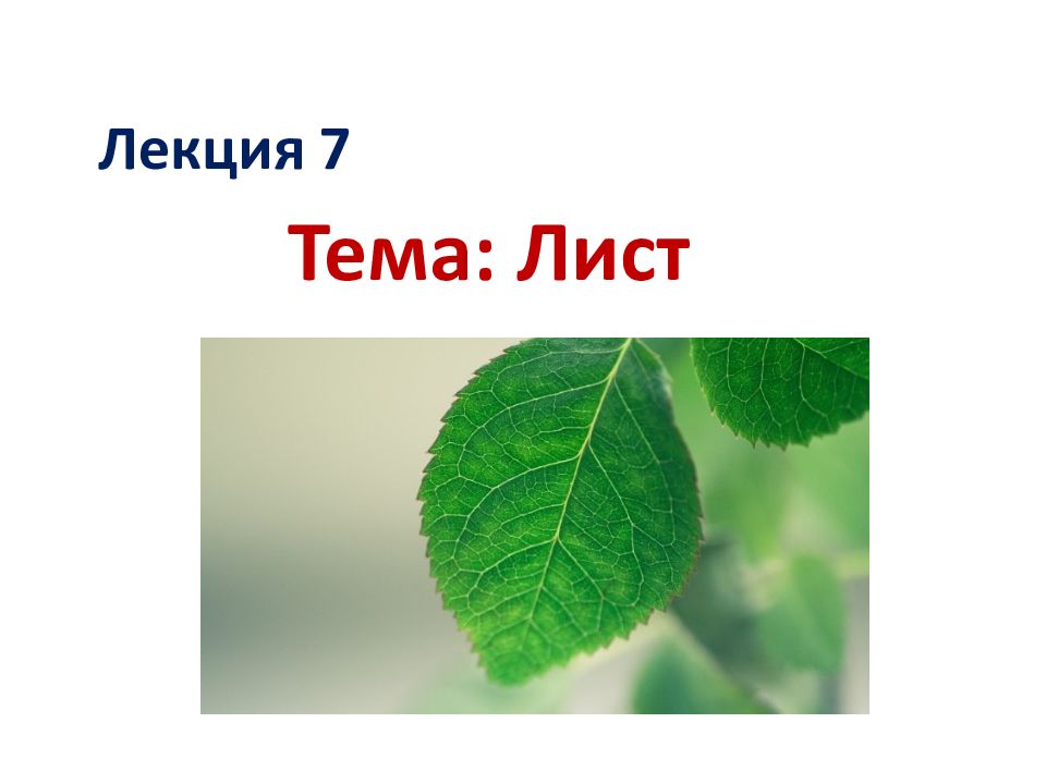 Лекция 7 Тема: Лист