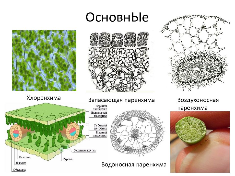 Основная ткань картинки