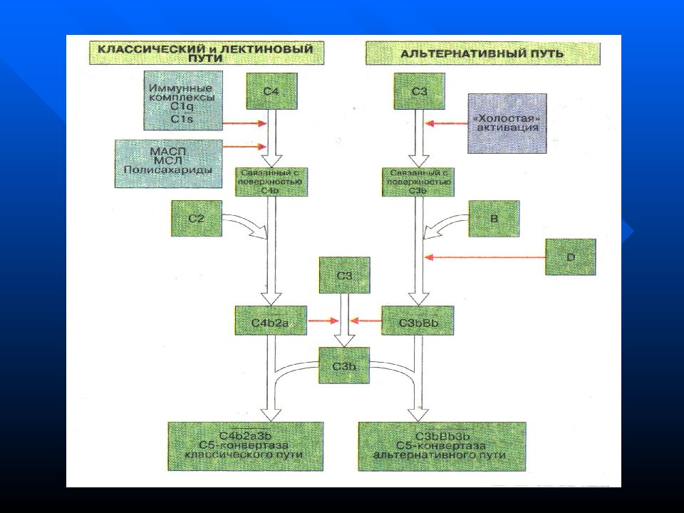 Путь c. Система комплемента лектиновый путь. Лектиновый путь иммунология. Лектиновый путь активации системы комплемента. Классический альтернативный и лектиновый пути активации комплемента.