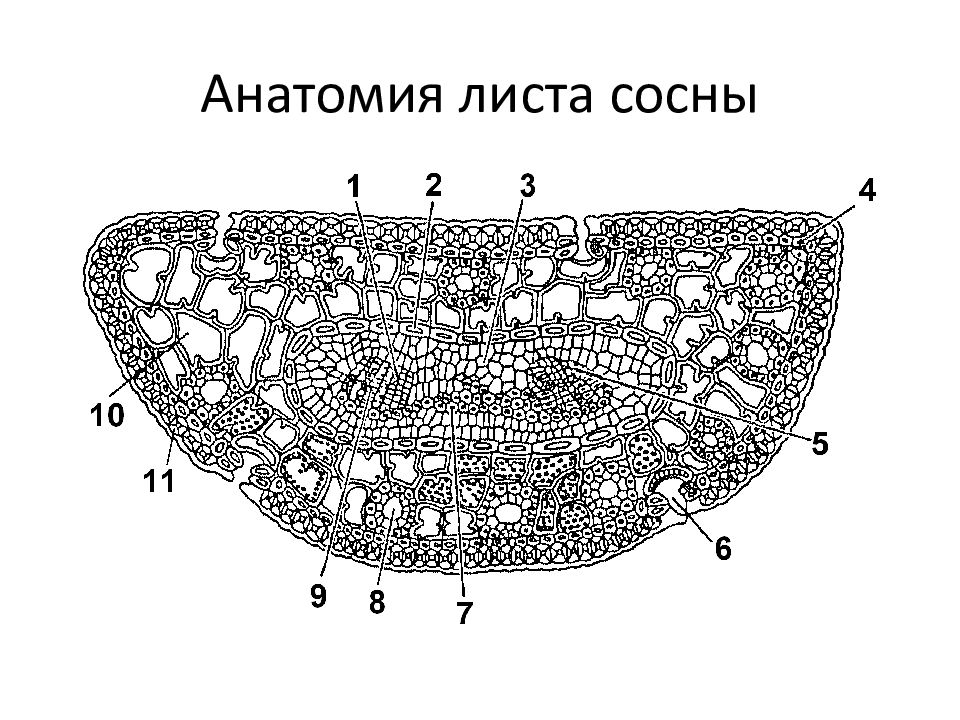 На рисунке изображено строение листа под цифрой 1 изображено