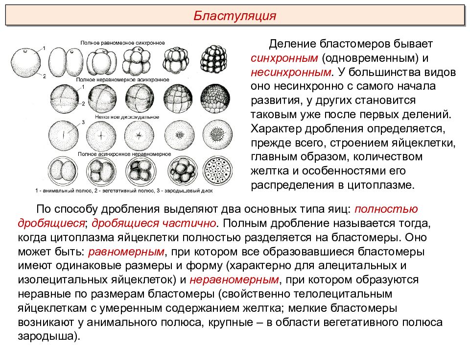 Полное равномерное синхронное дробление. Типы деления бластомеров. Типы дробления яйца. Процесс деления бластомеров. Типы дробления равномерное.