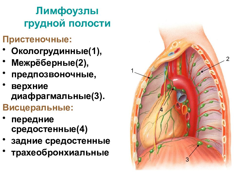 Лимфоузлы средостения схема расположения