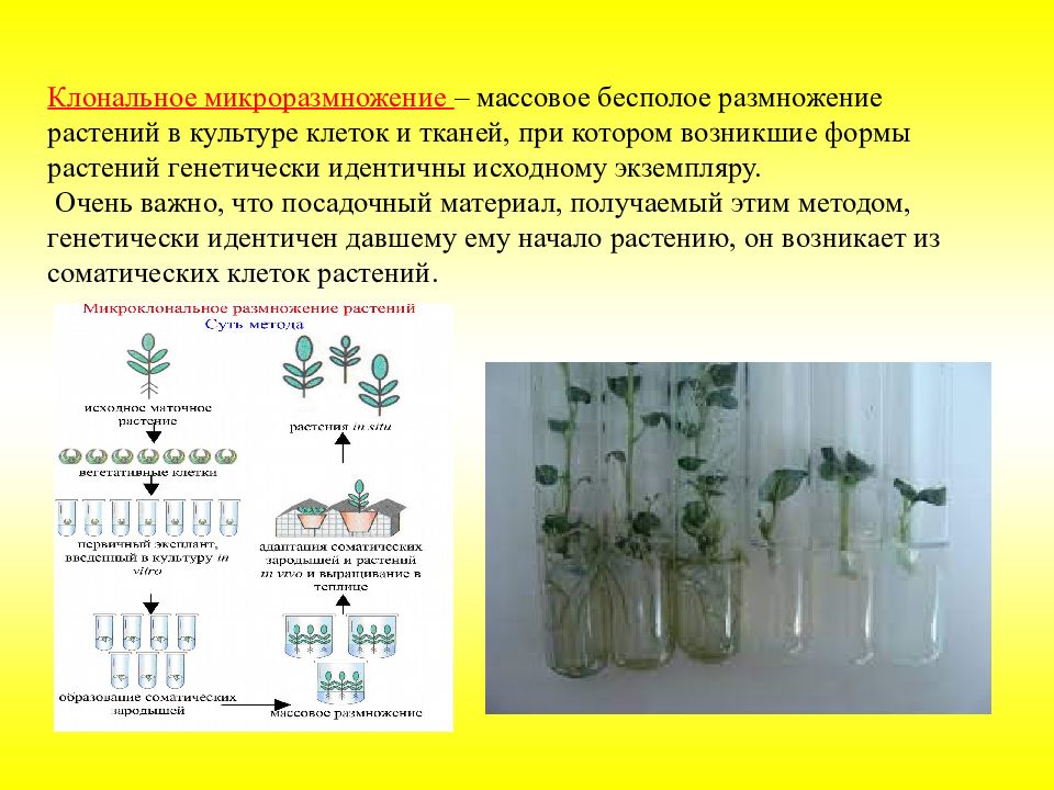 Презентация клональное микроразмножение растений