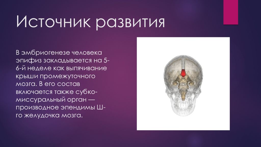 Источник развития. Эпифиз 3 глаз. Источник развития эпифиза. Эпифиз строение. Эпифиз развивается.