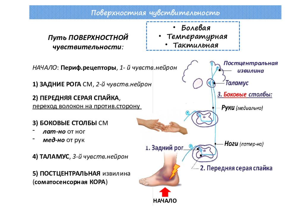 Поверхностная чувствительность схема