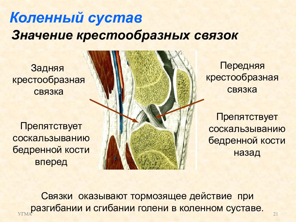 Суставы значит. Артрология коленный сустав. Значение коленного сустава. Задний пучок волокон крестовидной связки. Значение крестообразных связок.