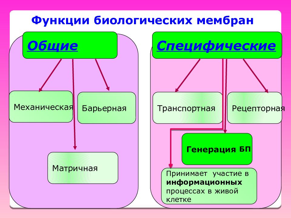 Функции мембраны 5 класс. Специфические функции биологических мембран. Общие и специфические функции биологических мембран. Функции биологических мембран: матричная, транспортная, барьерная.. Мембраны функции Общие.