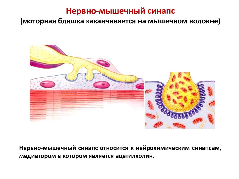 Повышенная нервно мышечная. Схема строения нейромышечного синапса моторной бляшки. Нервнгомышечгый инапс. Нервно мышечный Синапсис. Нервно мышечный синапс гистология.