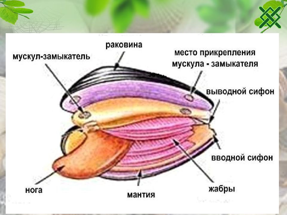 Строение покрова тела моллюсков. Тело моллюсков состоит из. Глаза моллюсков. Моллюски ОГЭ биология класс. Двустворчатые моллюски виды.