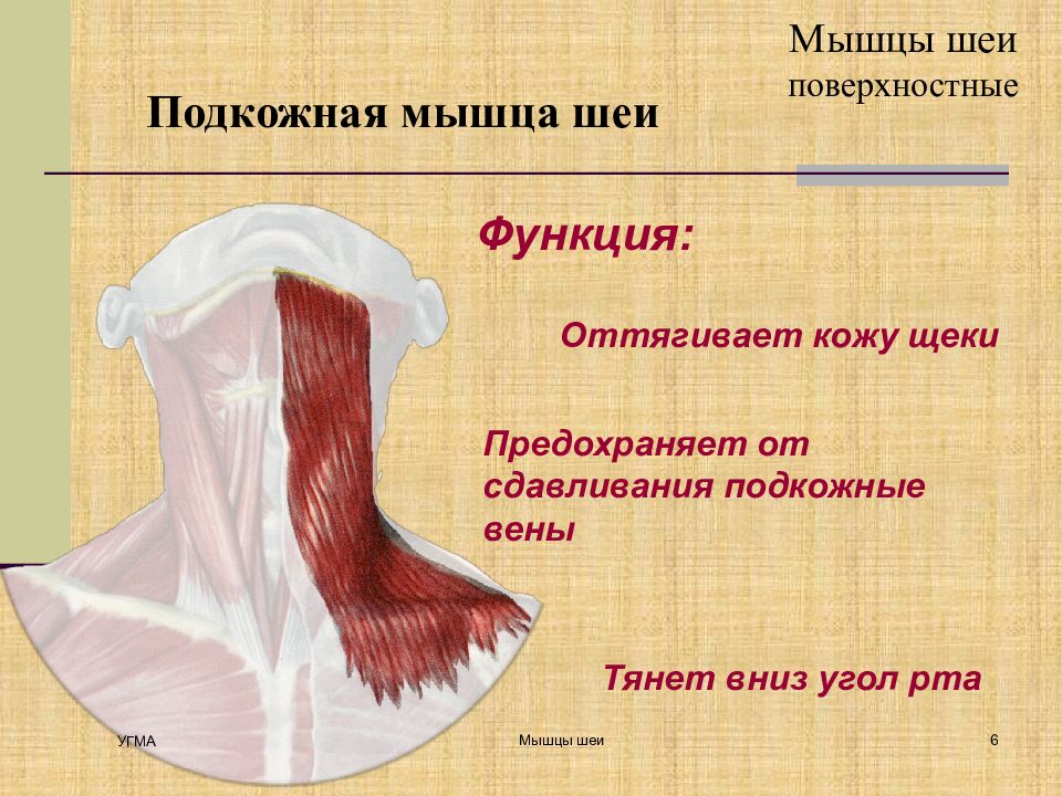 Подкожная мышца. Подкожная мышца шеи функции. Подкожная мышца шеи анатомия. Мышцы шеи поверхностные платизма. Платизма мышца шеи функции.