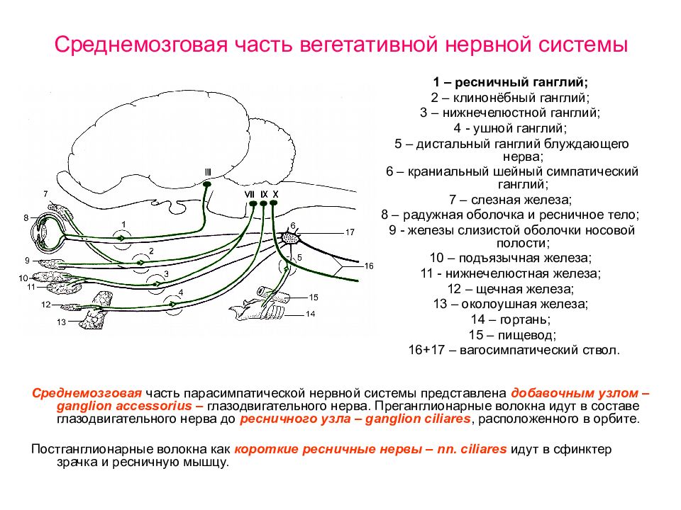 Вегетативные ядра содержат. Узлы вегетативной нервной системы. Ганглии вегетативной нервной системы. Вегетативные узлы ВНС. Краниальный шейный симпатический ганглий.