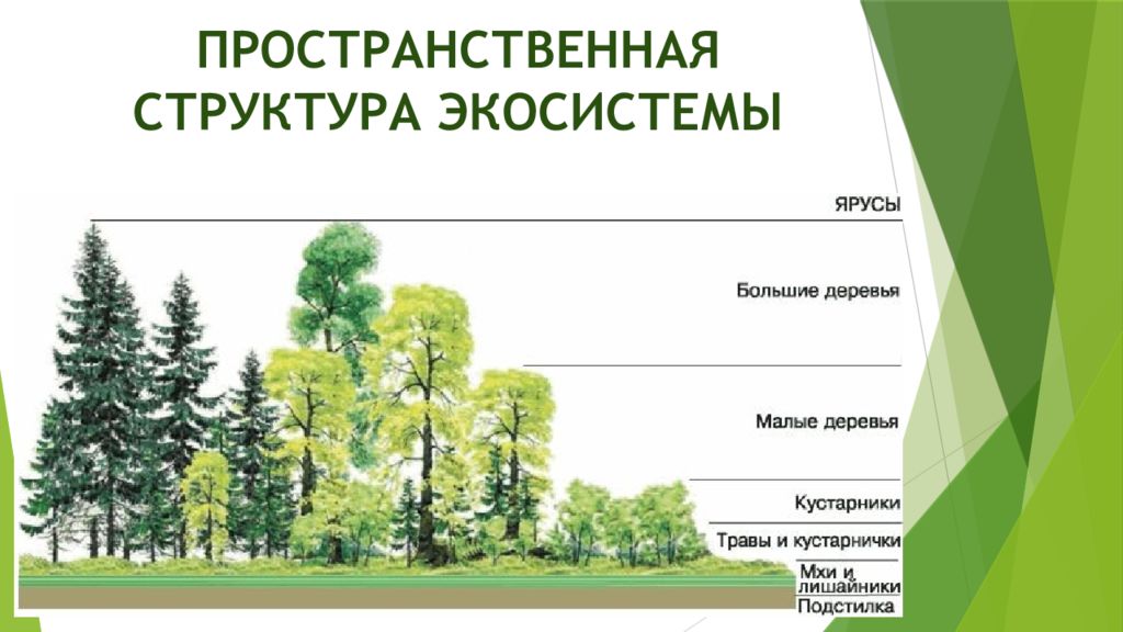 Структура экосистем презентация 9 класс пасечник линия жизни