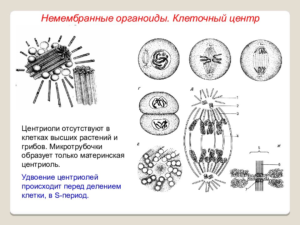 Каким номером на рисунке обозначены органоиды простейших относящиеся к немембранным