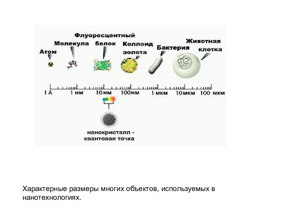 Размер молекулы. Нанотехнологии в биологии. Что меньше атом или бактерия. Размер атома и микроба. Молекула бактерия размер.