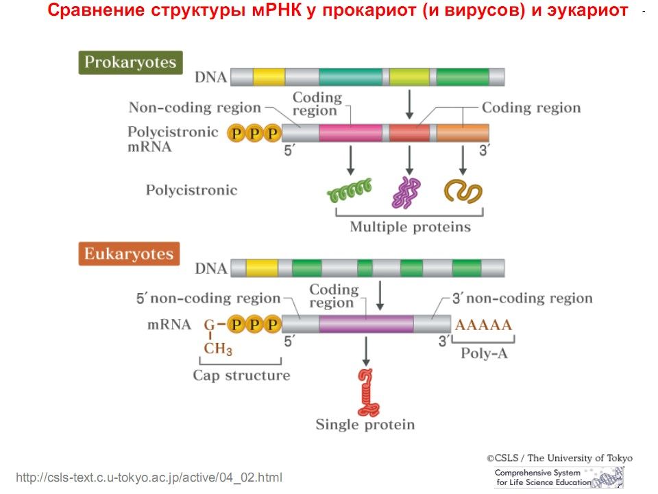 Гены эукариот содержат