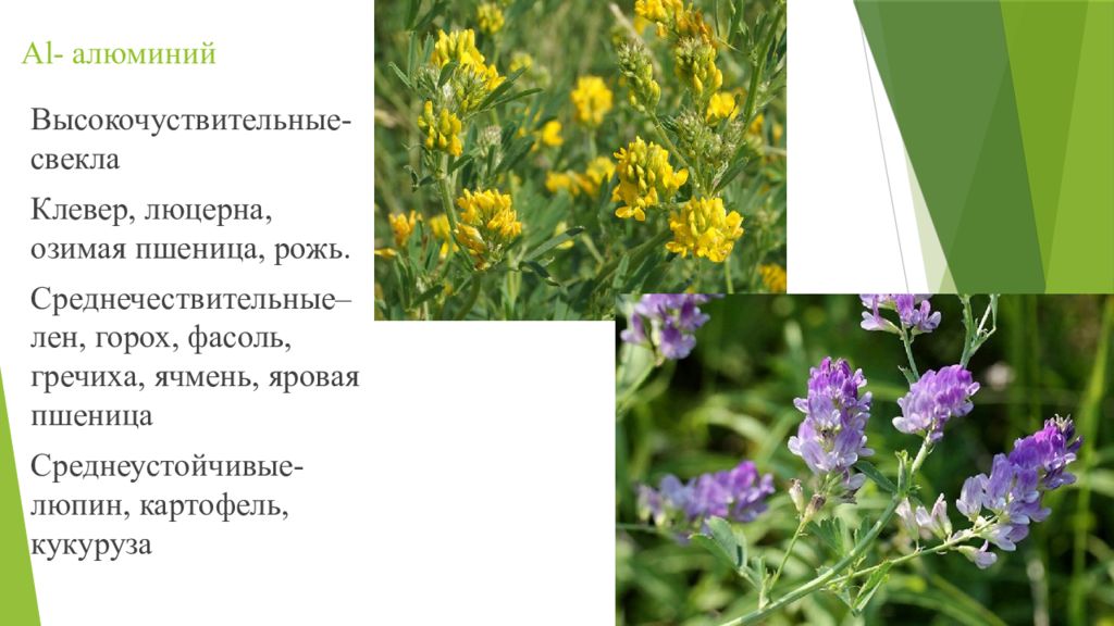 Лен и люцерна. Люцерна. Люцерна посевная. Люцерна степная. Лен и люцерна фото.