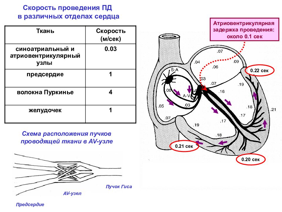 Проведение сердца. Проводящая система сердца скорость проведения. Скорость проведения в проводящей системе сердца. Скорость проведения возбуждения в проводящей системе сердца. Проводящая система сердца скорость проведения возбуждения.
