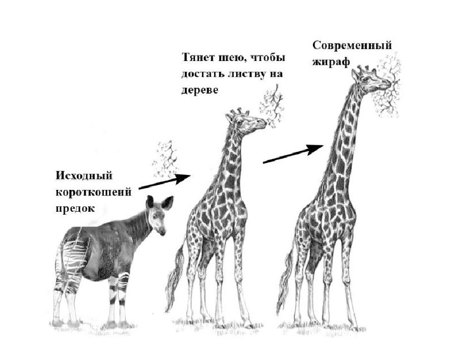 Какой тип развития характерен для сетчатого жирафа. Закон упражнения и неупражнения органов Ламарка. Жираф Эволюция Ламарк. Теория Ламарка Жирафы. Эволюционная теория Ламарка Жираф.