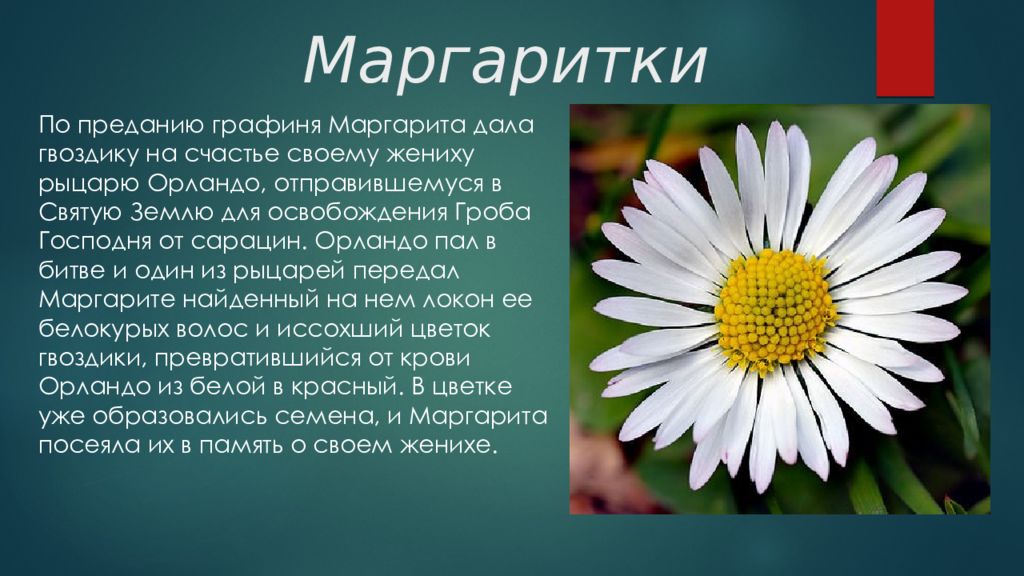 О цветах о 1 виде. Легенда о Маргаритке цветке. Легенды о цветах маргаритки. Рассказ о цветке Маргаритка. Миф о цветке Маргаритка.