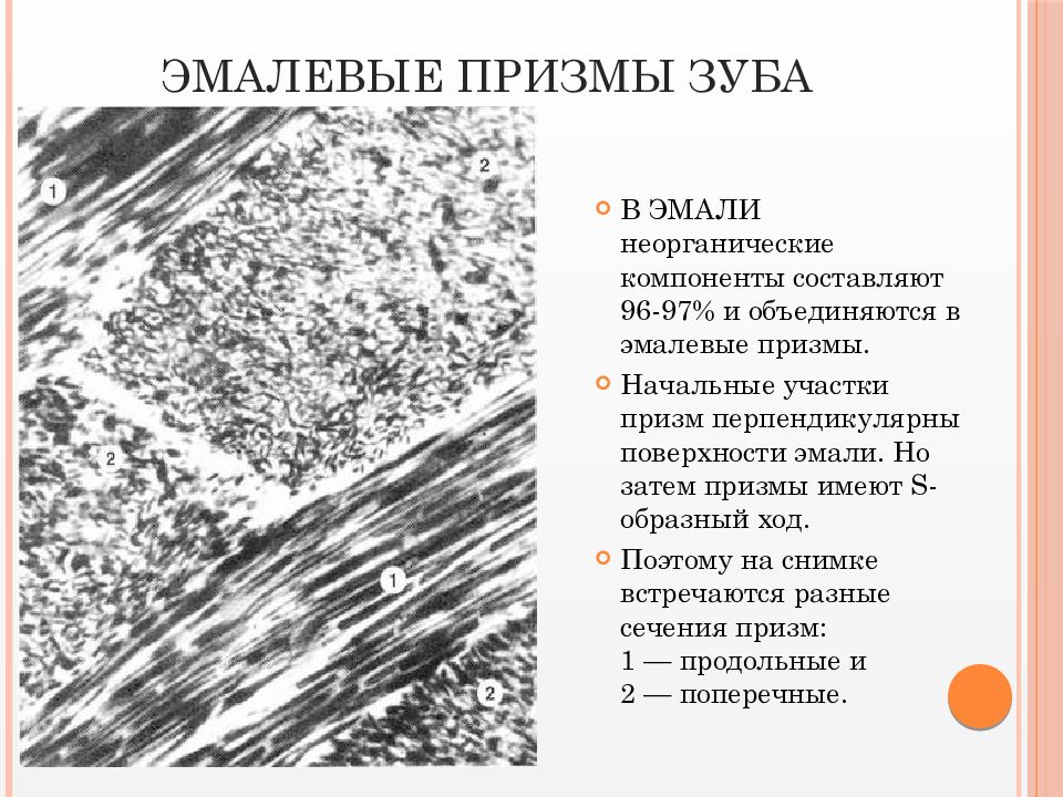 Гистология ягму. Гистология ягму. Кафедра анатомии сгму. Благовещенский государственный медицинский институт. Нейрон фото гистология.