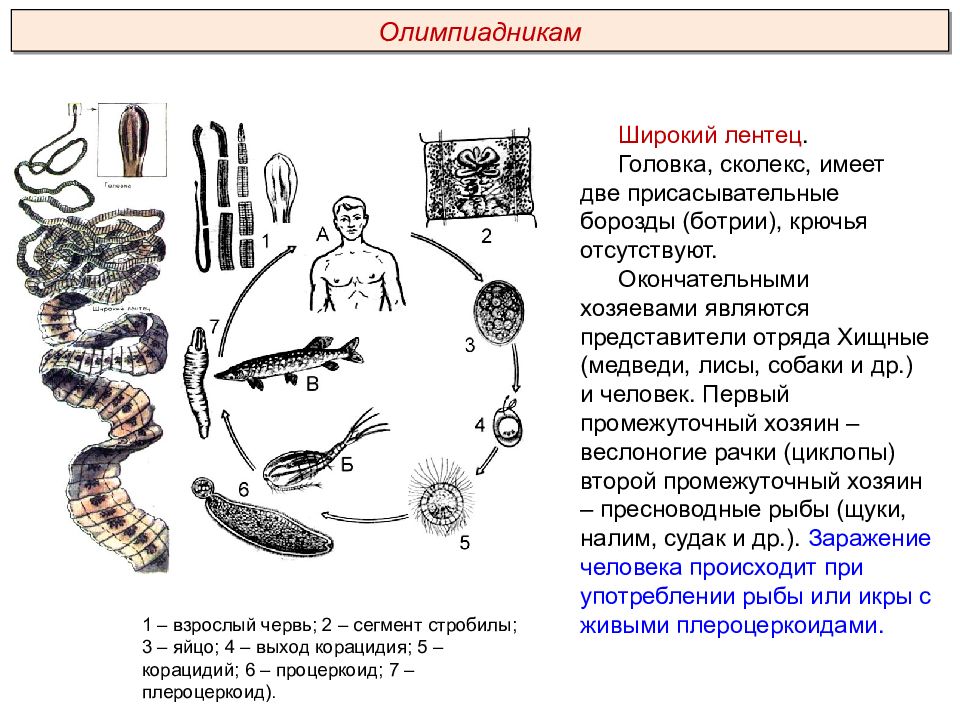 Промежуточный хозяин широкого лентеца. Ленточные черви широкий лентец жизненный цикл. Широкий лентец цикл развития. Широкий лентец промежуточный хозяин. Широкий лентец жизненный цикл кратко.