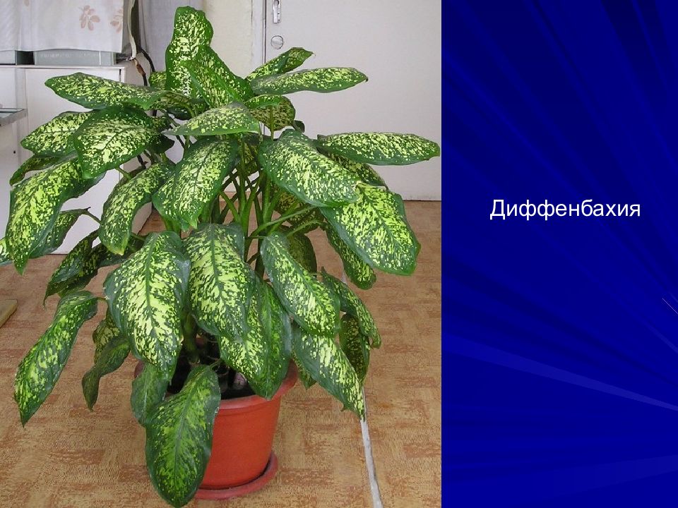 Ядовитый цветок диффенбахия. Диффенбахия ядовитое растение для человека. Комнатные растения диффенбахия с описанием. Бегония + диффенбахия. Диффенбахия похожие растения.