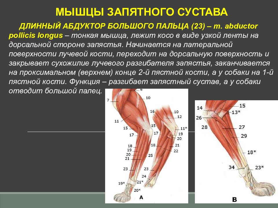 Тонкая мышца. Абдуктор мышца. Абдуктор мышца отводящая. Проксимальные мышцы конечностей. Мышцы аддукторы отволящие.